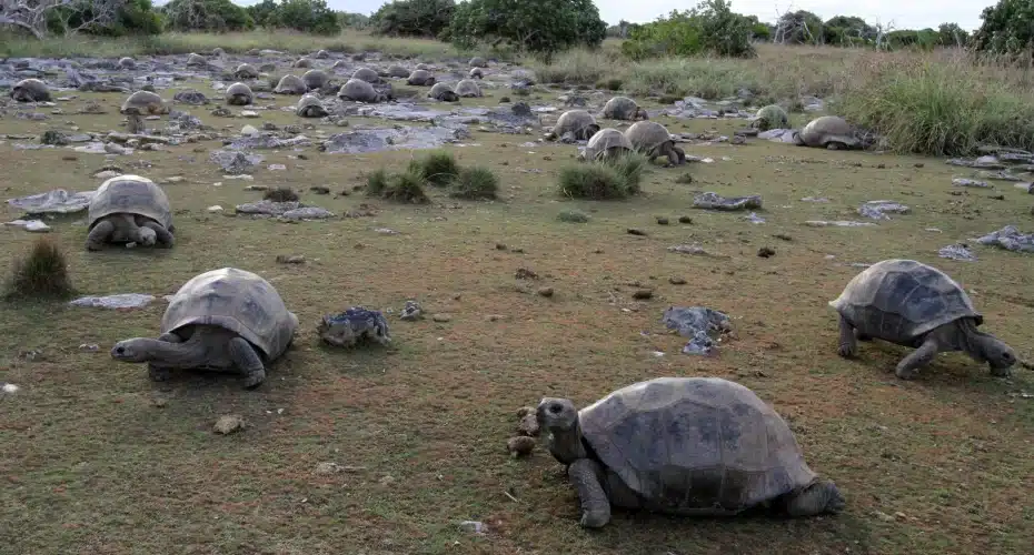 Las tortugas gigantes de las Seychelles iban a extinguirse, pero hay sorpresa 2 Tortugas gigantes de las Seychelles