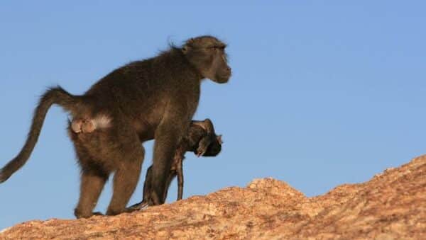 chimpancé bebé muerto