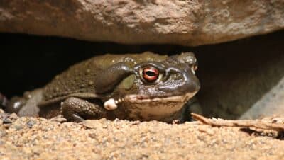 Incilius alvarius