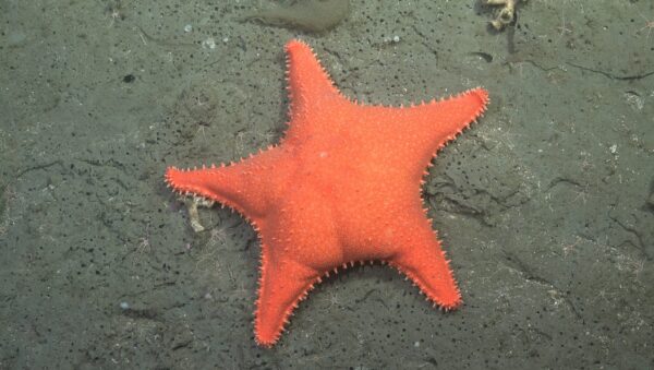 estrella patricio