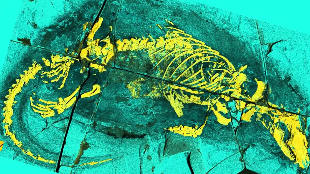 La evolución enseñó a este extraño animal acuático a amamantarse hace 165 millones de años 2 Una imagen de fluorescencia de rayos X del fósil April I. Neander