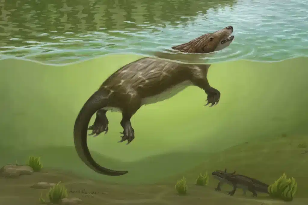 La evolución enseñó a este extraño animal acuático a amamantarse hace 165 millones de años 1 Doconto megacauda