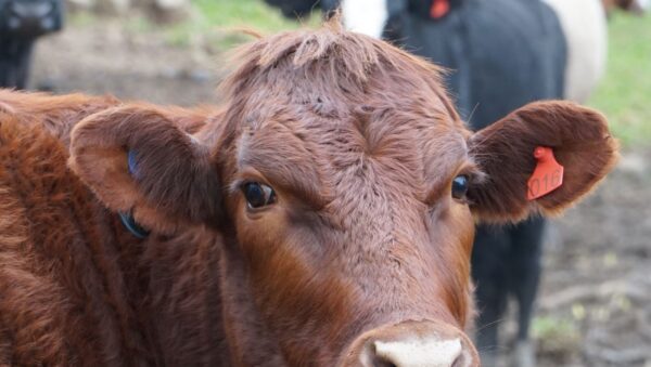 Vaca